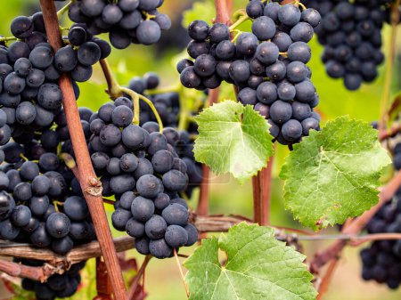 Téléchargez les photos : Raisins de vin bleu. Région viticole populaire en Allemagne pour le vin Riesling. - en image libre de droit