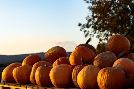 Photo for Pumpkin on the wooden pallet. Some ripe orange pumpkins laying on the pallet. Late afternoon in October. Clear sky in the background. - Royalty Free Image