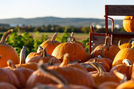 Photo for Pumpkins on the cart. The sky and a green filed in the background. - Royalty Free Image