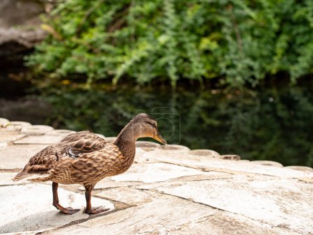 Foto de Pato en un parque público. Brown Eider pato se encuentra en losas de piedra junto a un lago. - Imagen libre de derechos