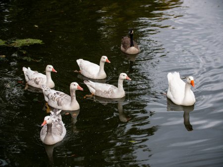Foto de Cisnes en el lago. Grupo de cisnes nada en el lago oscuro en un parque público. - Imagen libre de derechos