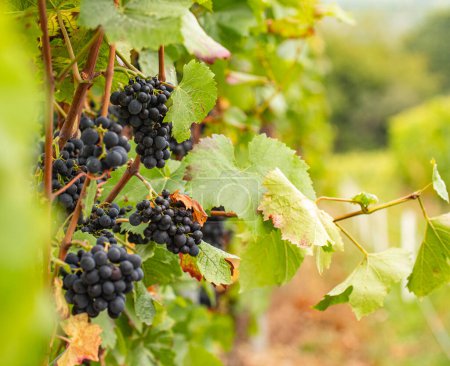 Téléchargez les photos : Raisins bleus suspendus à la vigne entre les feuilles et les branches au Johannisberg Rheingau. Raisins de la belle région viticole Rheingau en Allemagne. - en image libre de droit