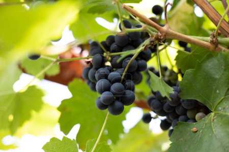 Téléchargez les photos : Raisins bleus suspendus à la vigne. Gros plan raisins bleus, entourés de feuilles vertes. - en image libre de droit