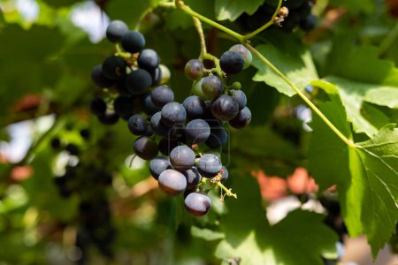 Téléchargez les photos : Raisins de vin bleu. Gros plan raisins bleus. Le soleil brille sur les raisins. Feuilles vertes en arrière-plan. - en image libre de droit