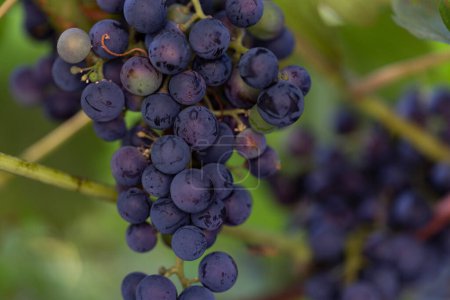 Téléchargez les photos : Gros plan raisins de vin bleu. Raisins suspendus à l'ombre des feuilles. - en image libre de droit