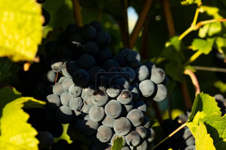 Téléchargez les photos : Gros plan raisins bleus entre les feuilles et les branches. Belle région viticole, Johannisberg Rheingau en Allemagne. Le vin est prêt à être récolté. - en image libre de droit