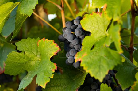 Téléchargez les photos : Raisins bleus suspendus à la vigne. Belle région viticole, Johannisberg Rheingau en Allemagne. Le vin est prêt à être récolté. - en image libre de droit