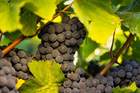 Téléchargez les photos : Raisins bleus entre les feuilles et les branches au Johannisberg Rheingau.Raisins de la belle région viticole Rheingau en Allemagne. Le vin est prêt à être récolté. - en image libre de droit