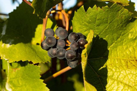 Téléchargez les photos : Gros plan raisins bleus, entourés de feuilles vertes. Belle région viticole, Johannisberg Rheingau en Allemagne. Le vin est prêt à être récolté. - en image libre de droit