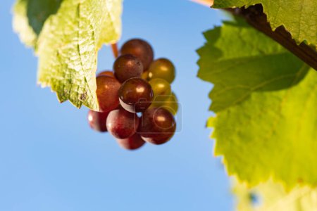 Téléchargez les photos : Gros plan Raisins bleus entre les feuilles et les branches au Johannisberg Rheingau. Cépages de la belle région viticole Rheingau en Allemagne. Le vin est prêt à être récolté. - en image libre de droit