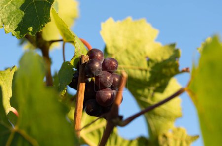 Téléchargez les photos : Gros plan Raisins bleus entre les feuilles et les branches au Johannisberg Rheingau. Cépages de la belle région viticole Rheingau en Allemagne. Le vin est prêt à être récolté. - en image libre de droit