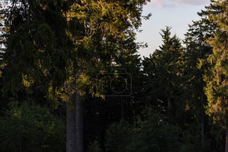 Téléchargez les photos : Forêt en Allemagne. Forest en fin d'après-midi. Le soleil brille sur les brindilles avec une lumière chaude. - en image libre de droit