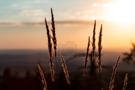 Téléchargez les photos : Gros plan d'herbes forestières séchées sur la montagne Feldberg en Hesse. Vue large pendant le coucher du soleil. Ciel bleu et orange avec peu de nuages. - en image libre de droit