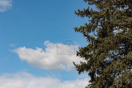 Téléchargez les photos : Un demi-arbre, un conifère. Ciel bleu avec peu de nuages. Arbre sur le côté droit. Jour, soleil brille. - en image libre de droit