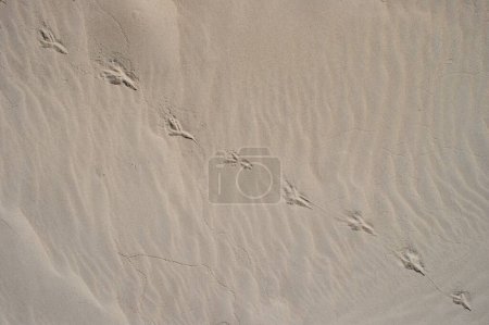 Photo for Dry beach sand with bird footprints on it. Natural background top view. - Royalty Free Image
