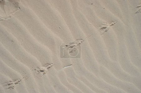 Photo for Dry beach sand with bird footprints on it. Natural background top view. - Royalty Free Image