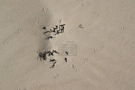 Photo for Dry beach sand with bird's footprints. Baltic Sea beach. - Royalty Free Image