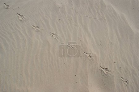 Photo for Dry beach sand with bird footprints on it. - Royalty Free Image