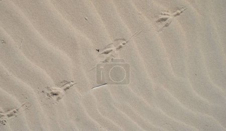Photo for Dry beach sand with bird footprints on it. Screen background. - Royalty Free Image