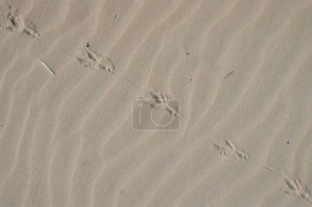 Photo for Wavy beach sand with footprints of a bird. Background. - Royalty Free Image