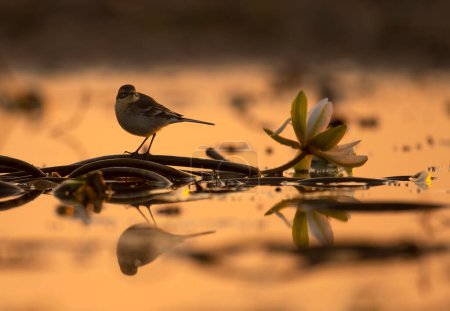 Foto de Primer plano de hermoso pájaro cerca de lirio de agua en el lago puesta de sol - Imagen libre de derechos