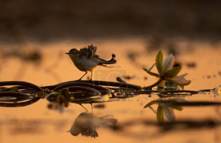Téléchargez les photos : Close-up shot of beautiful bird near water lily on sunset lake - en image libre de droit