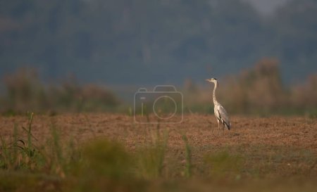 Téléchargez les photos : Close-up shot of beautiful bird on meadow - en image libre de droit