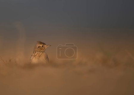 Photo for Close-up shot of beautiful bird on meadow - Royalty Free Image