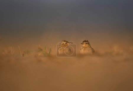 Téléchargez les photos : Close-up shot of beautiful birds on meadow - en image libre de droit