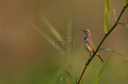 Téléchargez les photos : Close-up shot of beautiful bird on blurred natural background - en image libre de droit