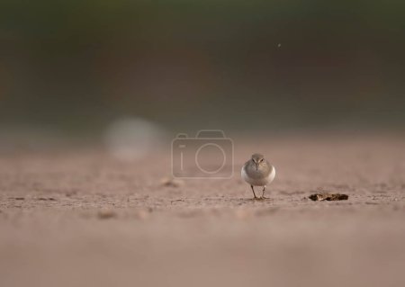 Photo for Close-up shot of beautiful bird on beach blurred background - Royalty Free Image