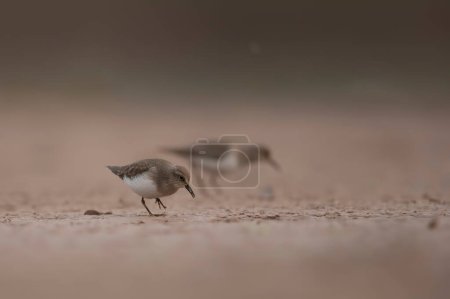 Téléchargez les photos : Gros plan de bel oiseau sur fond flou de plage - en image libre de droit
