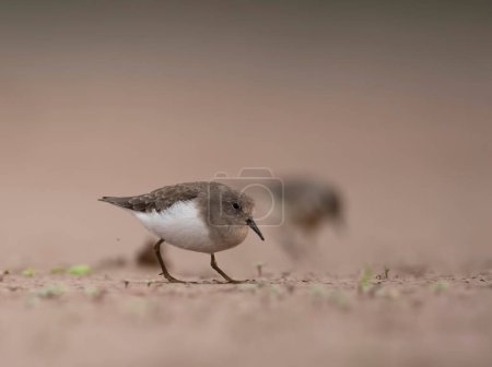Téléchargez les photos : Gros plan de bel oiseau sur fond flou de plage - en image libre de droit