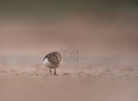 Téléchargez les photos : Close-up shot of beautiful bird on beach blurred background - en image libre de droit