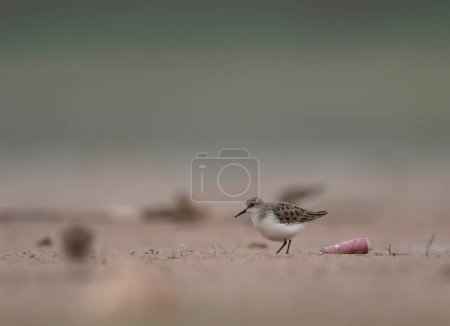 Photo for Close-up shot of beautiful bird on beach blurred background - Royalty Free Image