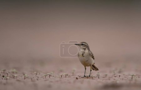 Téléchargez les photos : Close-up shot of beautiful bird on beach blurred background - en image libre de droit