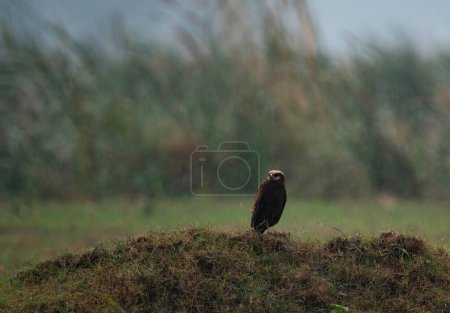 Téléchargez les photos : Close-up shot of beautiful falcon on green meadow - en image libre de droit