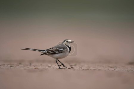 Foto de Close-up shot of beautiful bird on beach blurred background - Imagen libre de derechos