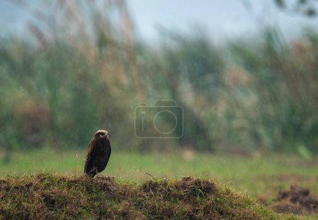 Foto de Primer plano de hermoso halcón en pradera verde - Imagen libre de derechos