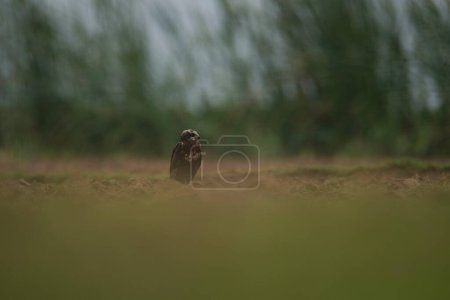 Téléchargez les photos : Gros plan du beau faucon sur la prairie verte - en image libre de droit
