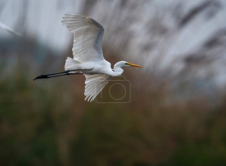 Foto de Close-up shot of beautiful bird on blurred background - Imagen libre de derechos
