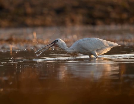 Foto de Primer plano de hermosas aves acuáticas en el lago durante el atardecer - Imagen libre de derechos