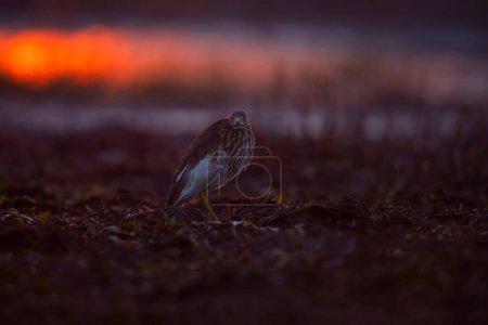 Téléchargez les photos : Close-up shot of beautiful bird on meadow during sunset - en image libre de droit