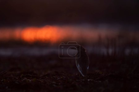 Foto de Primer plano de hermoso pájaro en el prado durante la puesta del sol - Imagen libre de derechos