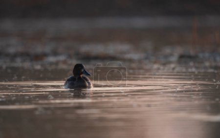 Foto de Close-up shot of beautiful duck swimming in lake - Imagen libre de derechos