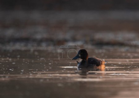 Téléchargez les photos : Close-up shot of beautiful duck swimming in lake - en image libre de droit