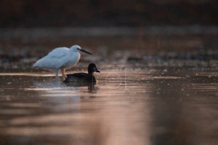 Téléchargez les photos : Gros plan de beaux oiseaux dans le lac au coucher du soleil - en image libre de droit