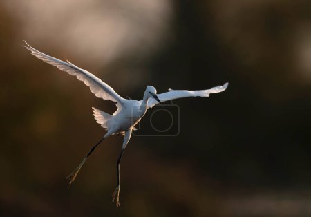 Téléchargez les photos : Close-up shot of beautiful white heron in natural habitat during sunset - en image libre de droit