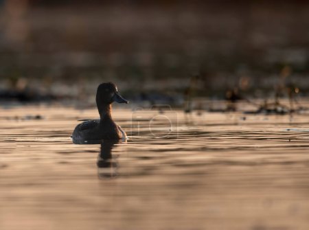 Téléchargez les photos : Close-up shot of beautiful duck swimming in lake - en image libre de droit