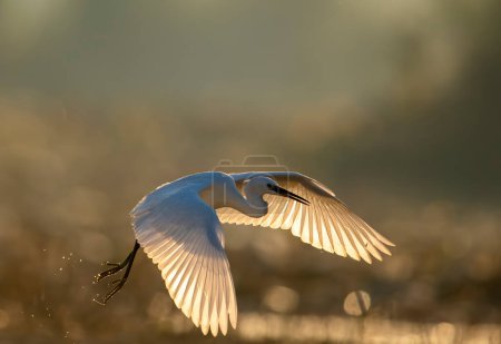 Téléchargez les photos : Close-up shot of beautiful white heron in natural habitat during sunset - en image libre de droit